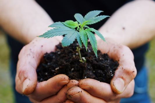 Close up of agronome hands keeping a sprout of biological and ecological hemp plants used for herbal pharmaceutical cbd oil outside the greenhouse.