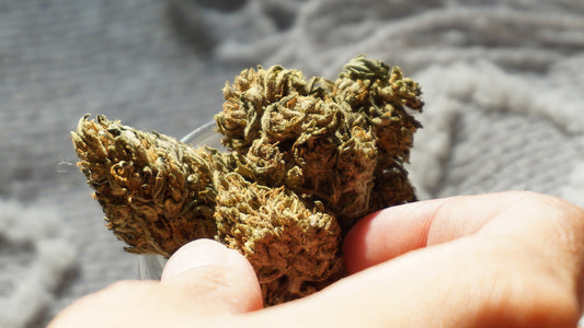 Cannabinoids 101: CBD | CBDa | CBG | CBGa | CBN | CBC | THC