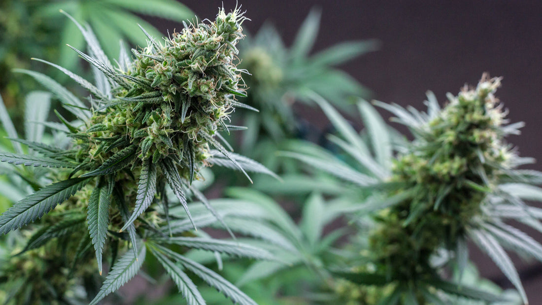 Is CBD Legal In the US?