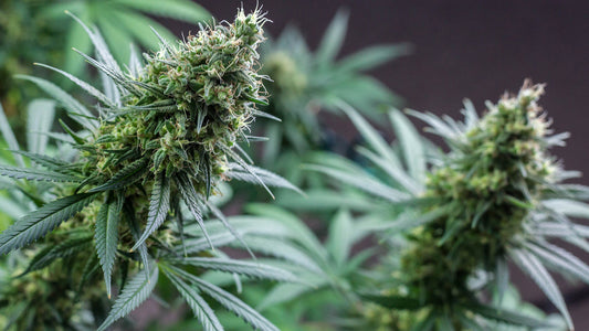 Is CBD Legal In the US?