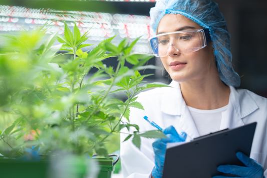Scientist wearing glasses and gloves checking hemp plants in a marijuana farm, Marijuana research for CBD oil, alternative herbal medicine concept, pharmaceutical industry laboratory for business